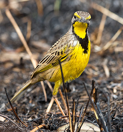 Yellow-throated Longclaw